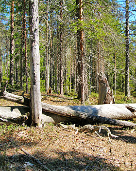 vieremäsuo